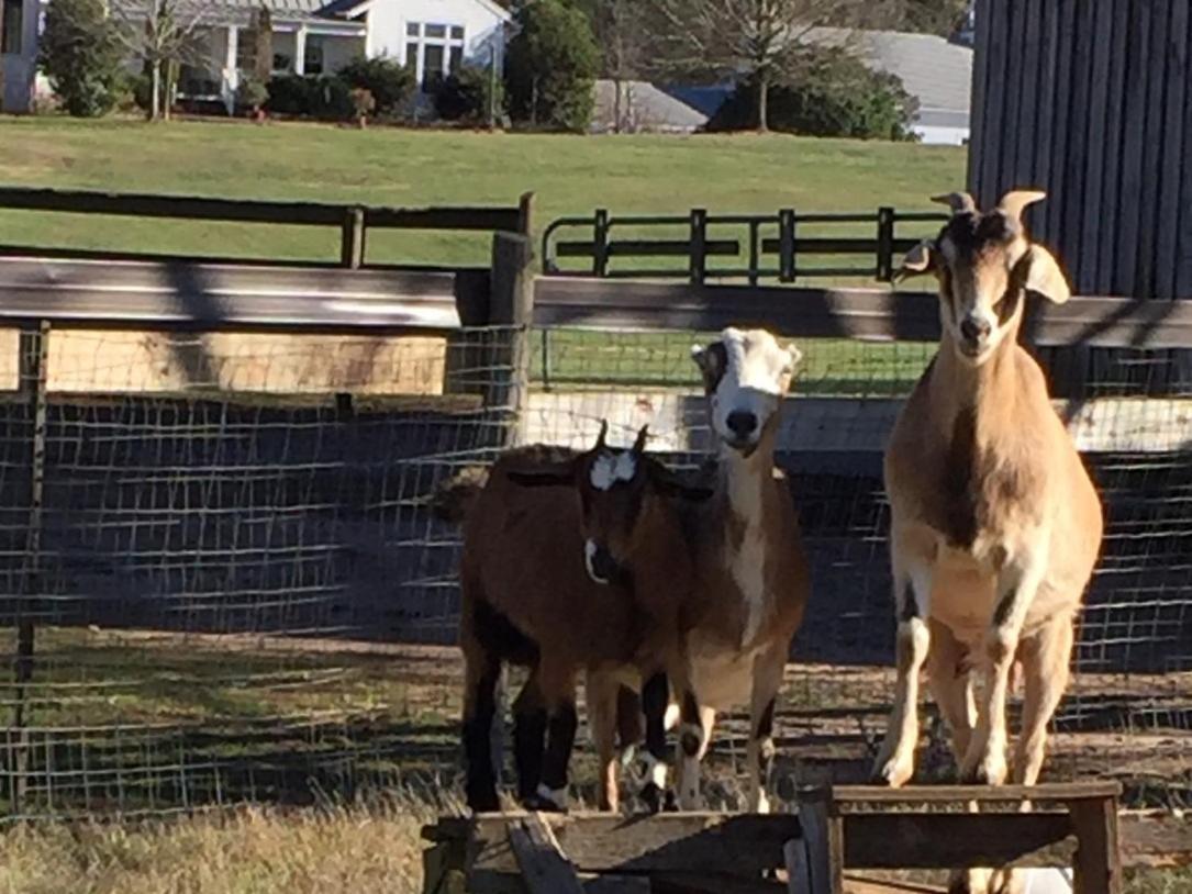 The Farmhouse Inn Buckhead Exteriör bild